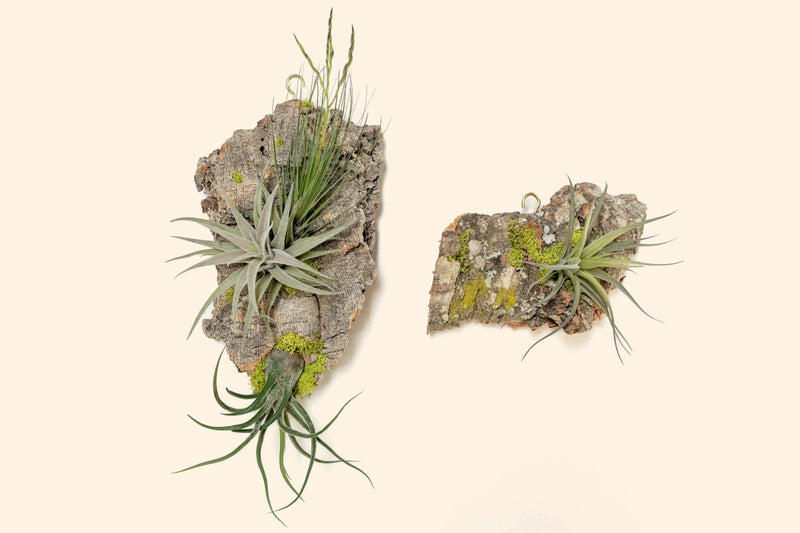 Fully Assembled Air Plant Cork Bark Displays - Multiple Sizes