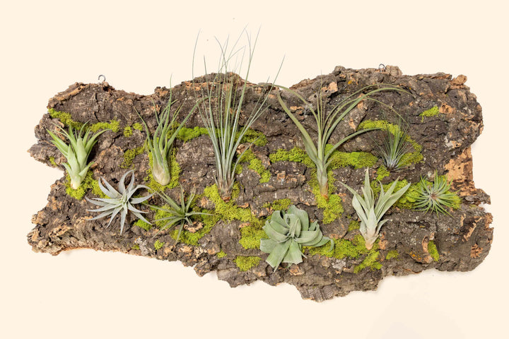 XL cork bark display with 10 assorted tillandsia air plants and reindeer moss accents