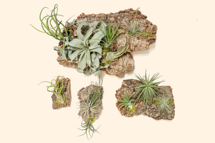Wholesale: Fully Assembled Air Plant Cork Bark Displays - Chunk [Min Order 12]