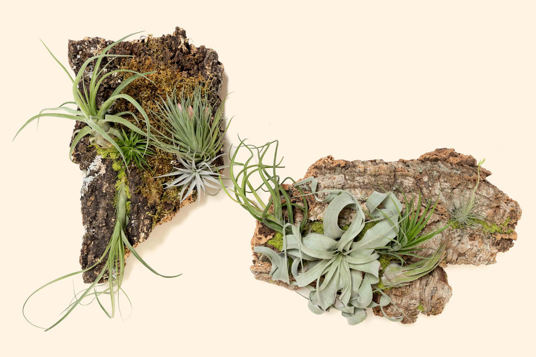 Fully Assembled Air Plant Cork Bark Displays - Multiple Sizes