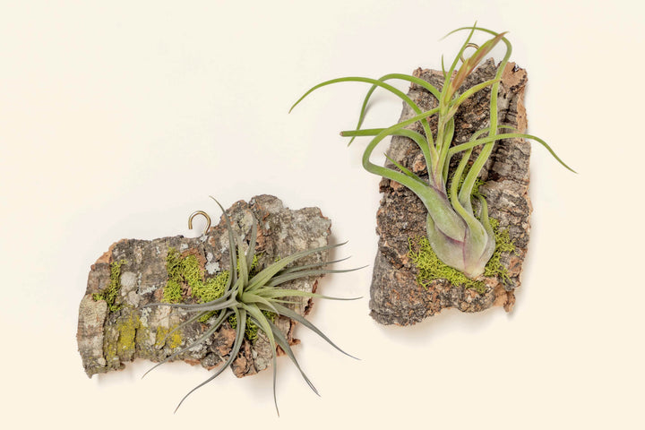 Wholesale: Fully Assembled Air Plant Cork Bark Displays - Chunk [Min Order 12]