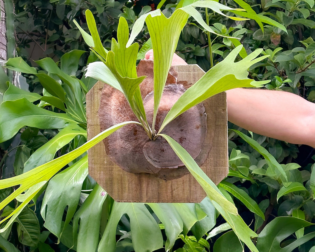 Staghorn Fern Mounted on Natural Cedar Plank