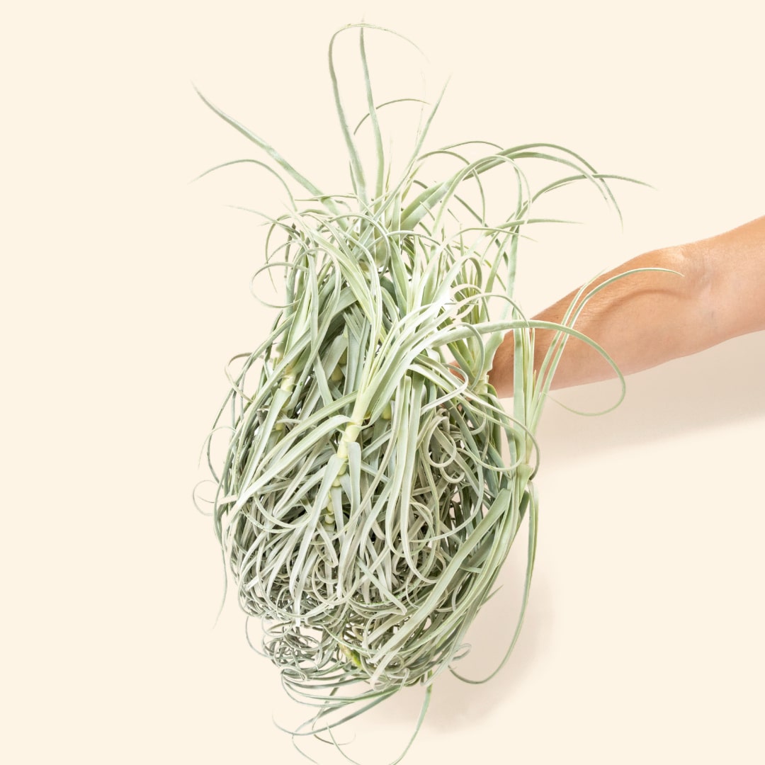 Unique Tillandsia Duratii - Thick, Curly Leaves - Limited