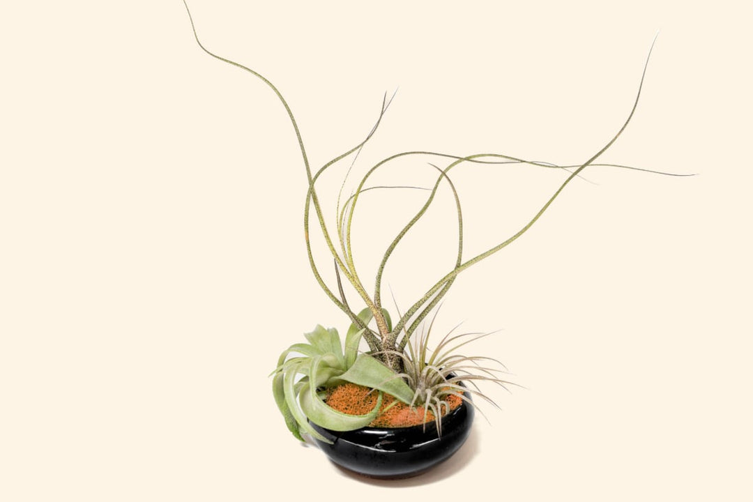 Wholesale: Fully Assembled Halloween Tillandsia Air Plant Garden in Black Glazed Dish [Min Order 12]