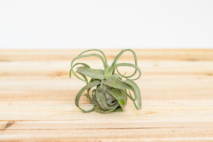 small curly tillandsia streptophylla air plant