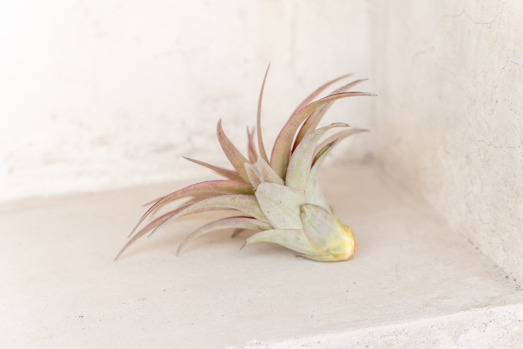 blushing tillandsia abdita air plant