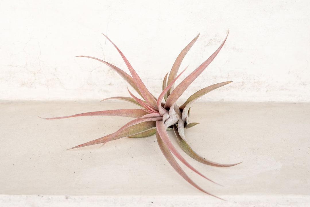 blushing tillandsia abdita air plant
