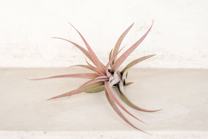 blushing tillandsia abdita air plant