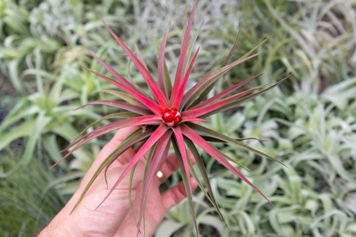 Sale: 50% Off - Hand Selected Color, Blush & Bud Air Plants [10 or 20 Pack]