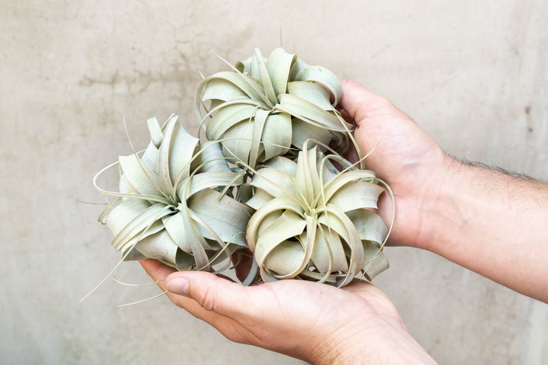 Sale: 3 for $25 Special - Small Tillandsia Xerographica Air Plants
