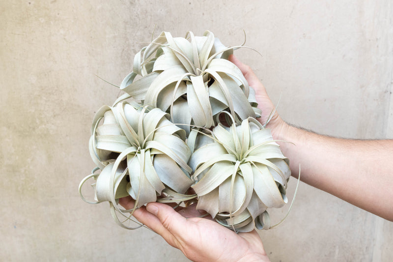 Sale: 3 for $30 Special - Medium Tillandsia Xerographica Air Plants / 5-6 Inches Wide