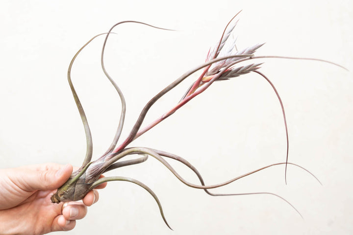 Sale: 35% Off - Tillandsia Baileyi Air Plants [5, 10, or 15 Pack]