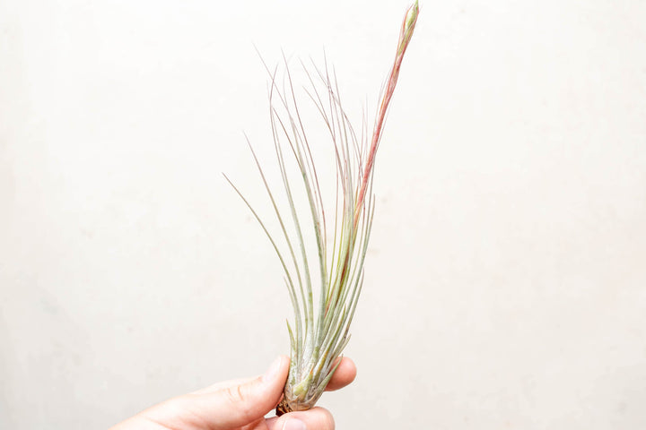 blooming tillandsia juncea air plant