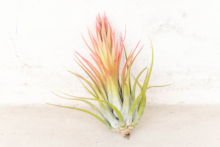 blushing and blooming tillandsia ionantha scaposa air plant