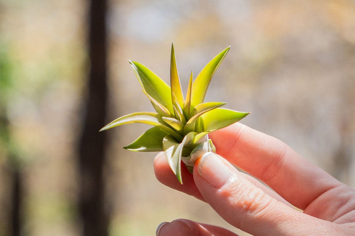 hand holding a small tillandsia abdita air plant