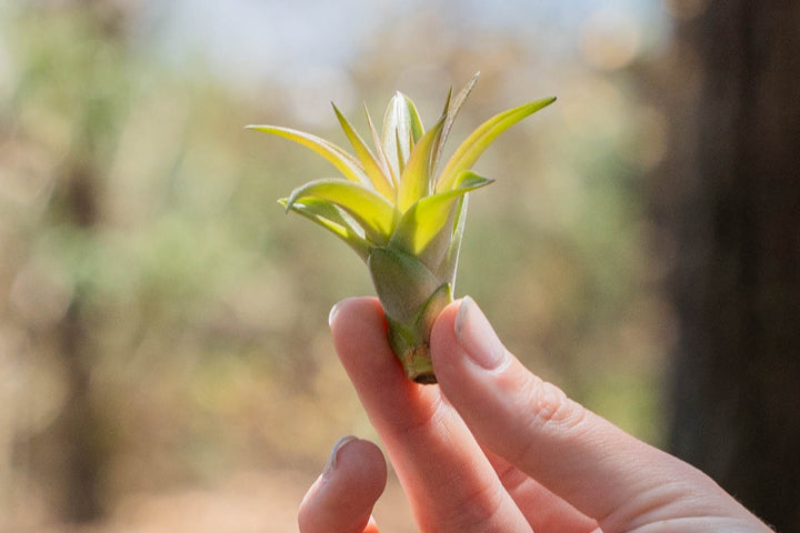 hand holding a small tillandsia abdita air plant