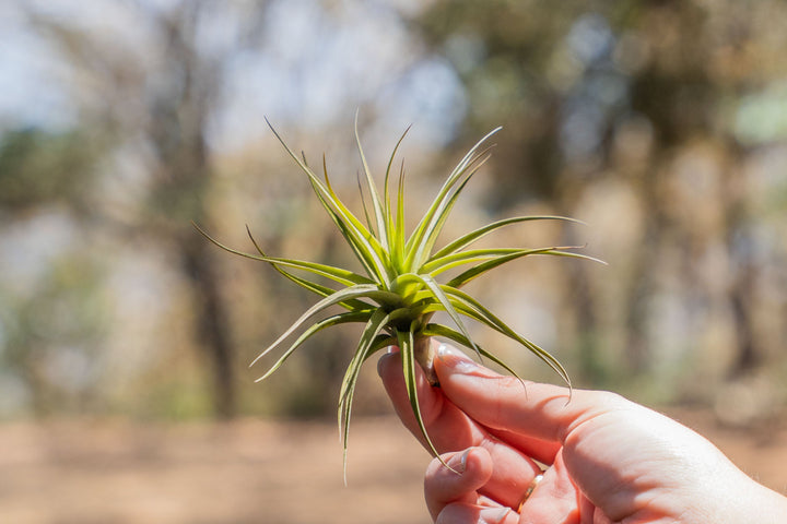 hand holding a tillandsia aeranthos air plant