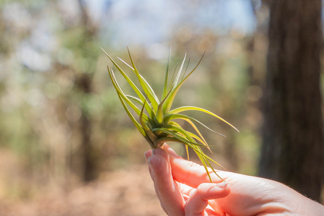 hand holding a tillandsia aeranthos air plant