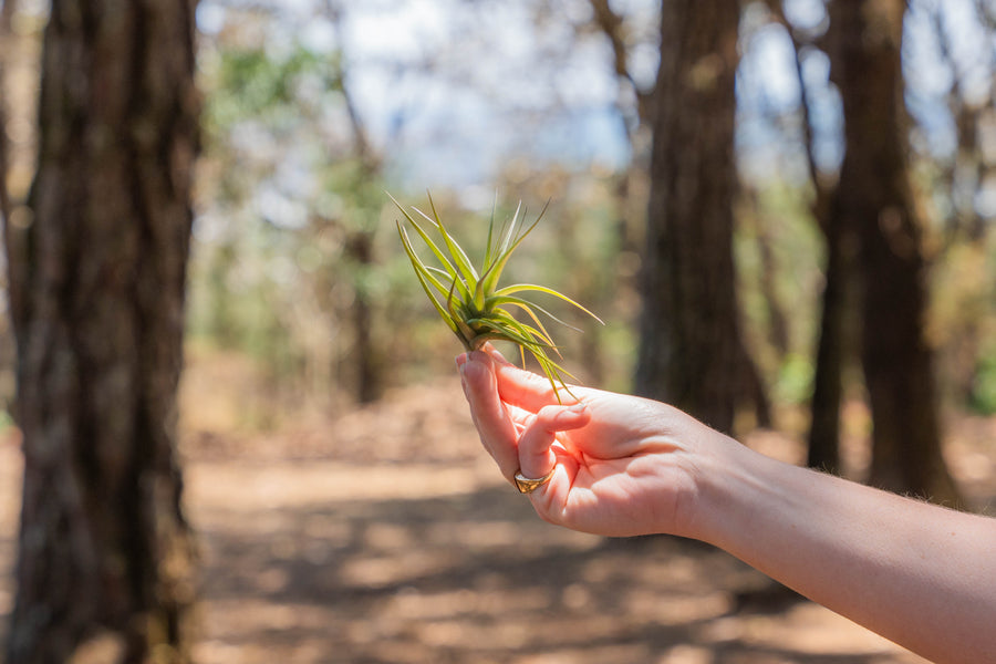 hand holding a tillandsia aeranthos air plant