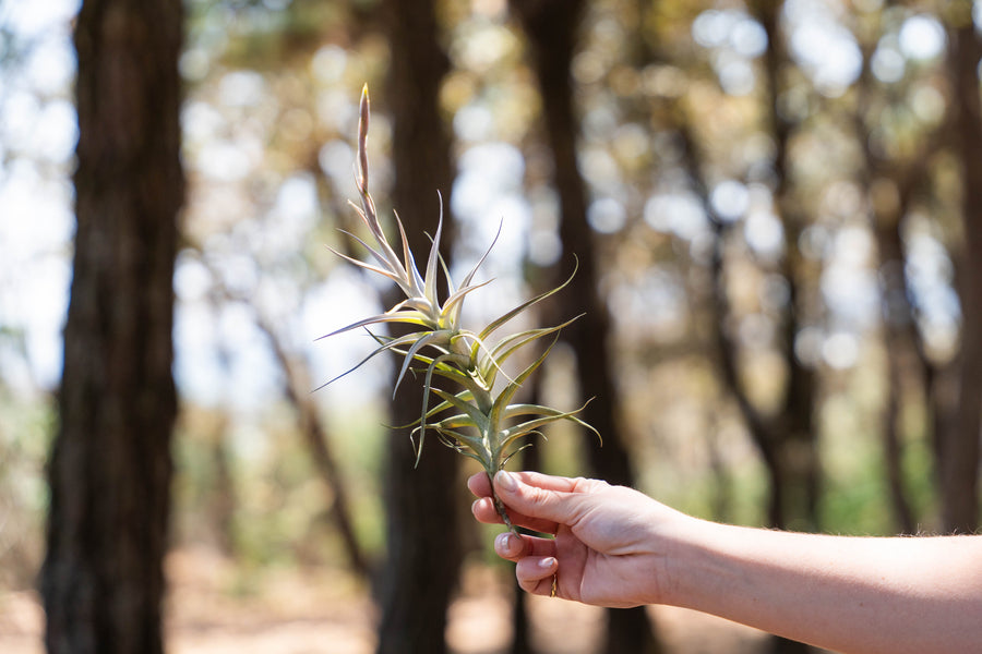 hand holding tillandsia albita air plant with bloom spike