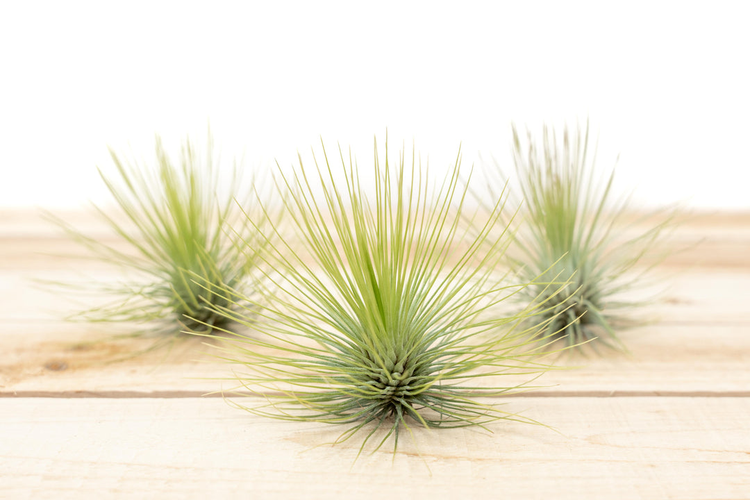 Tillandsia Andreana Air Plant [Single Plant]