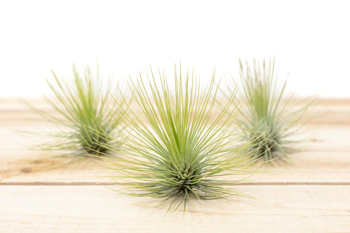 Wholesale: Tillandsia Andreana Air Plant