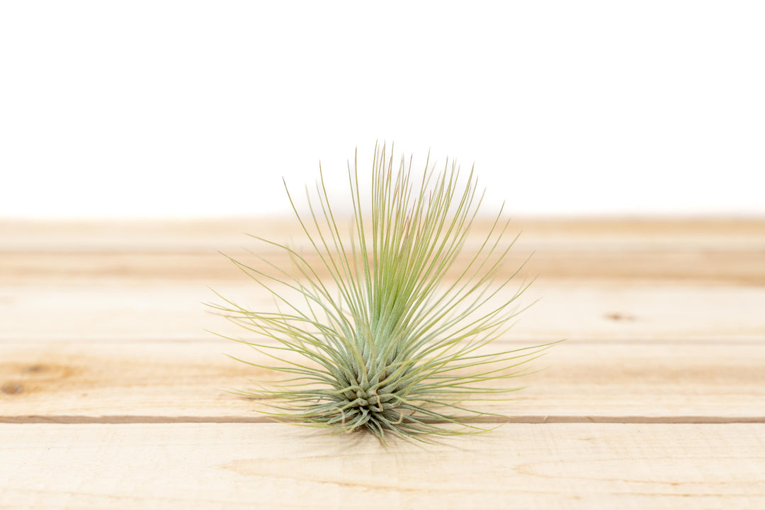 Tillandsia Andreana Air Plant [Single Plant]