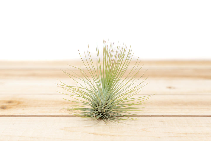 Tillandsia Andreana Air Plant [Single Plant]