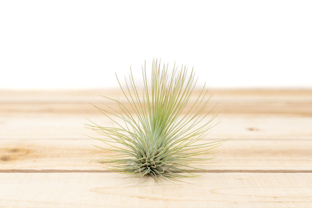 Wholesale: Tillandsia Andreana Air Plant