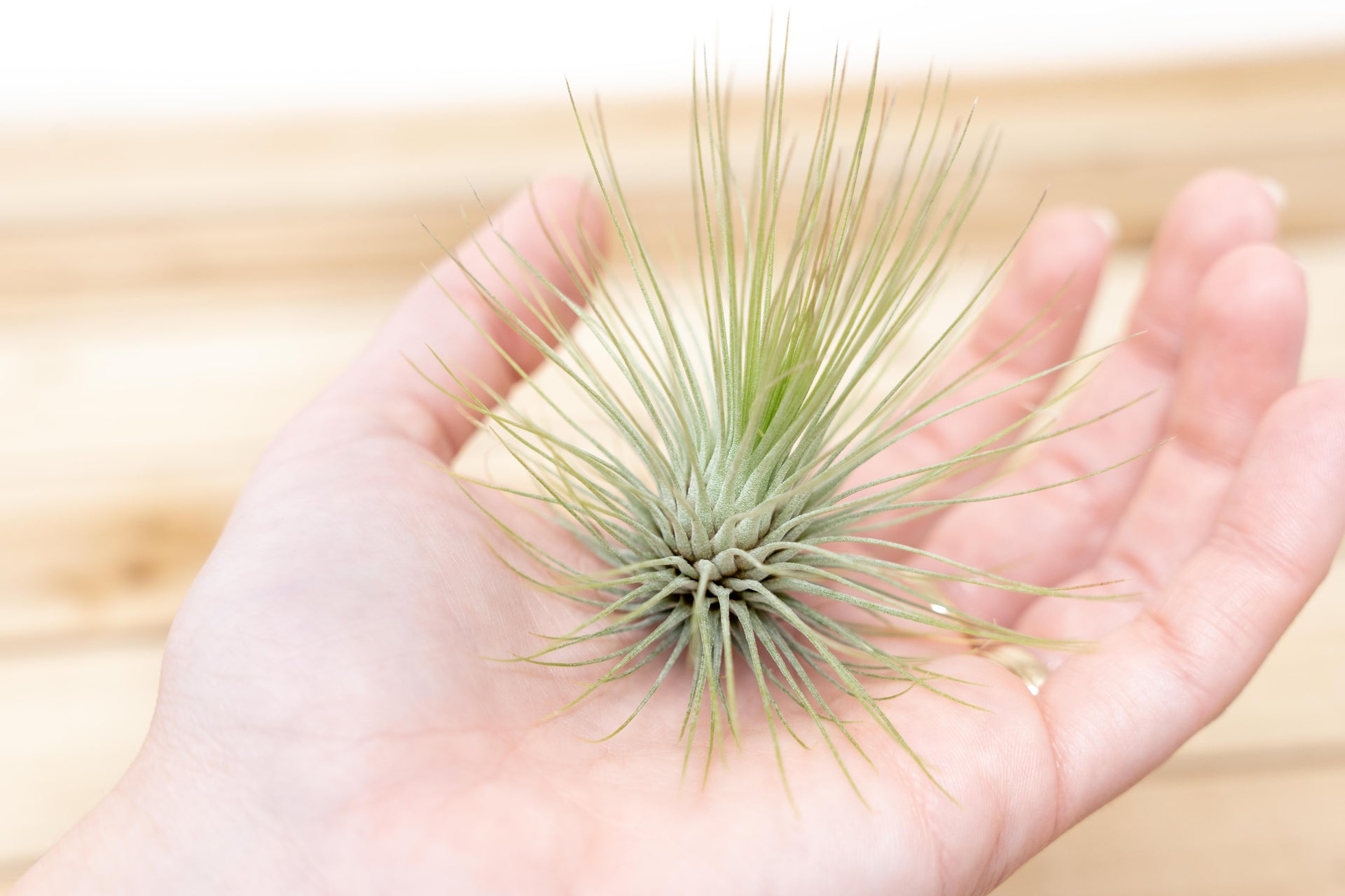 andreana air plant Tillandsia Andreana Air Plant [Single Plant]
