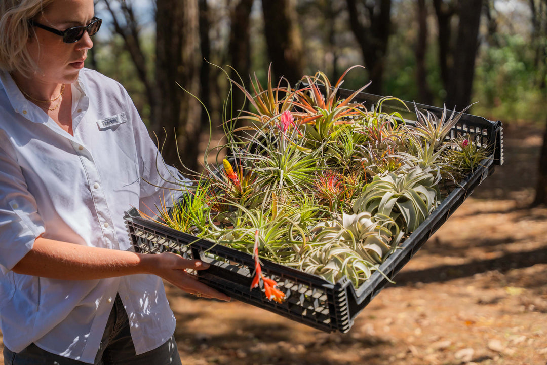 woman holding a tray of assorted tillandsia air plants
