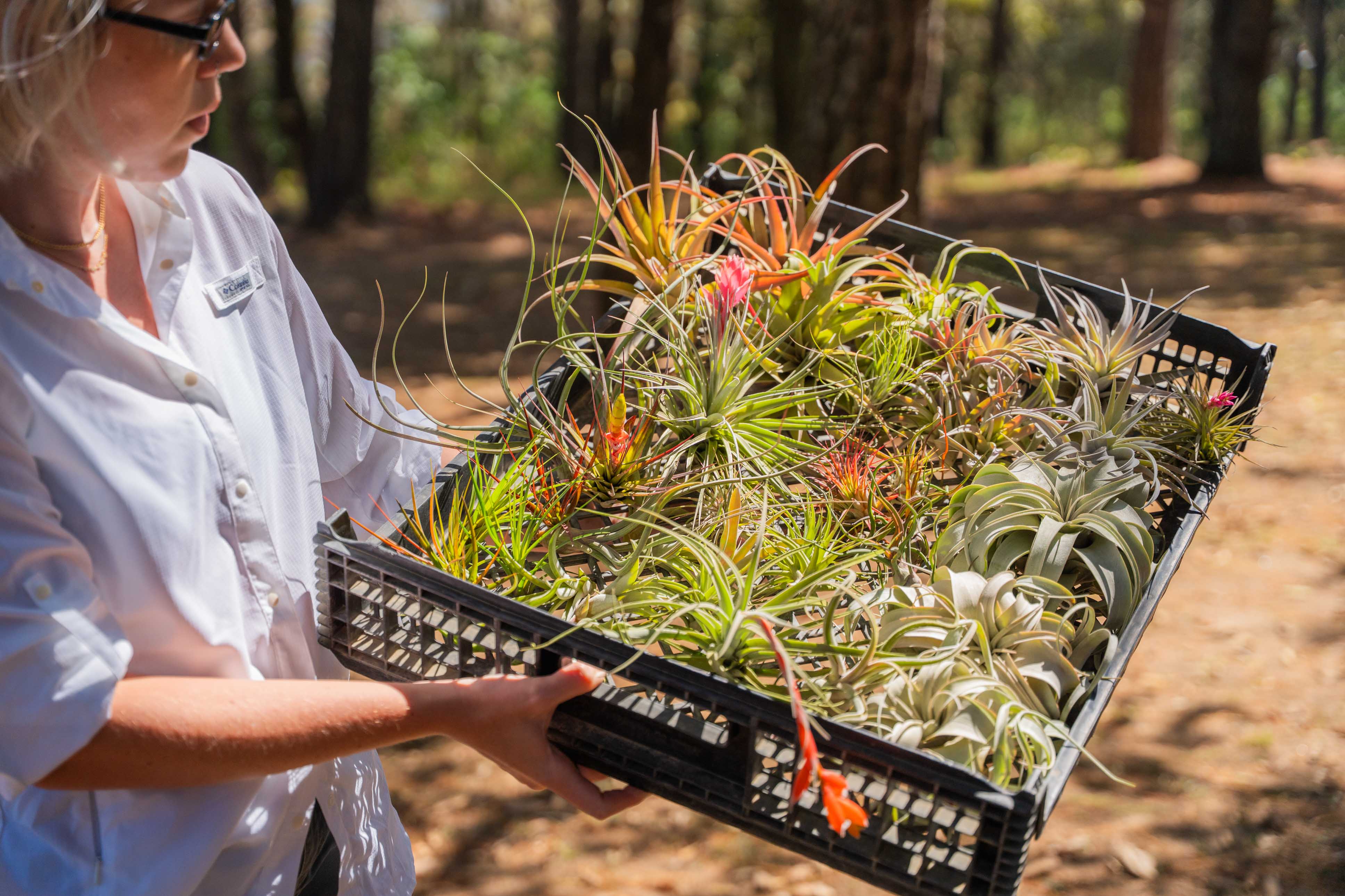 woman holding a tray of assorted tillandsia air plants