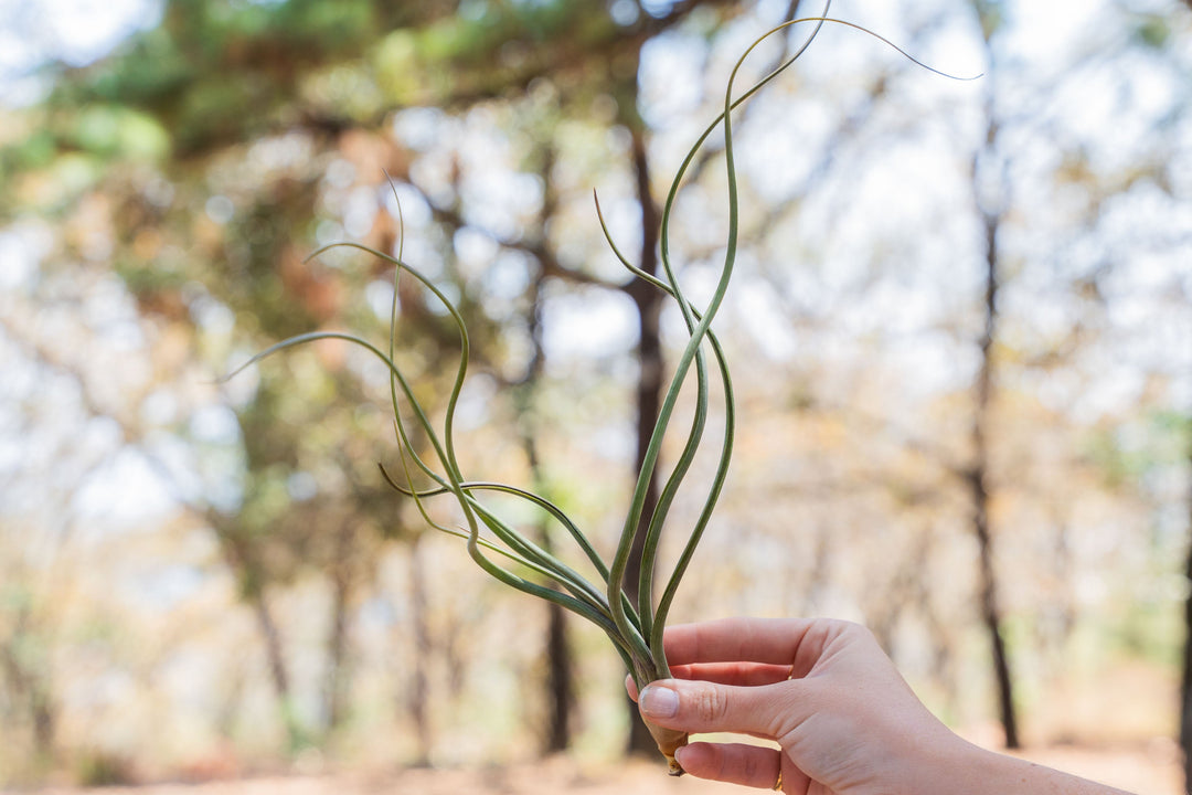 hand holding a large tillandsia baileyi air plant