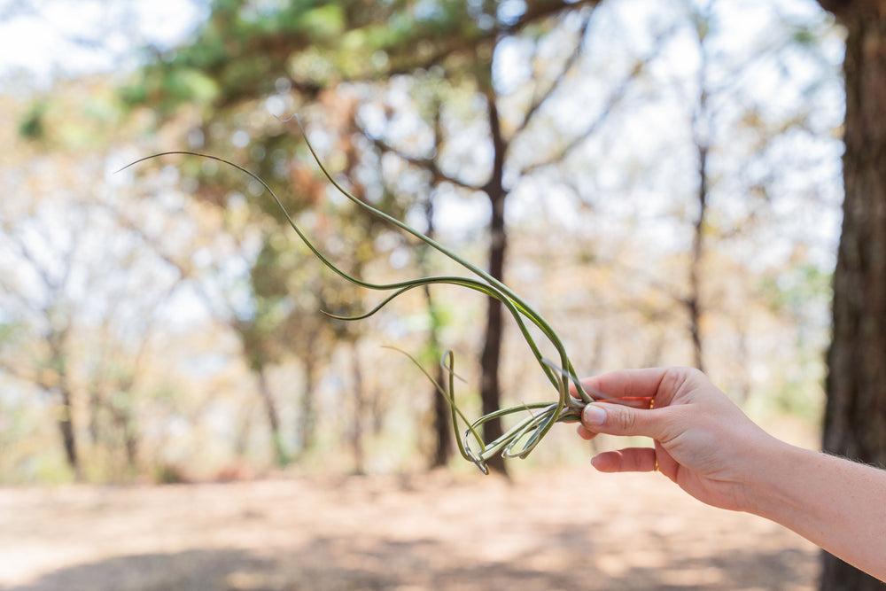 hand holding a large tillandsia baileyi air plant