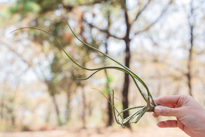 hand holding a large tillandsia baileyi air plant