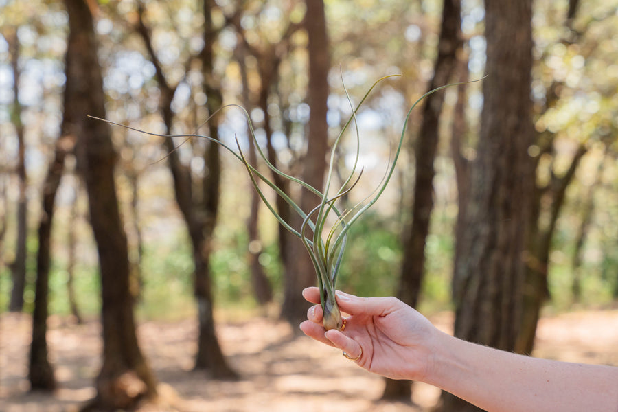 hand holding a large tillandsia baileyi air plant
