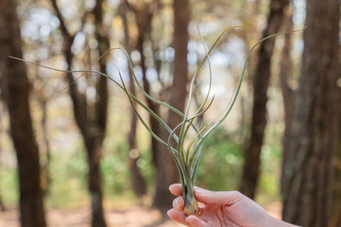pseudobaileyi air plant Wholesale: Large Tillandsia Baileyi 'Pseudobaileyi' Air Plants / 5-8 Inches  Tall [Min Order 12]