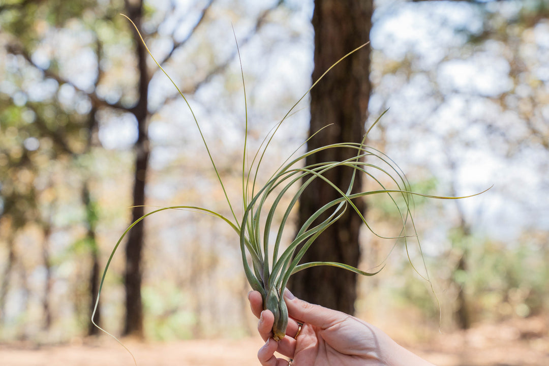 hand holding a tillandsia balbisiana air plant