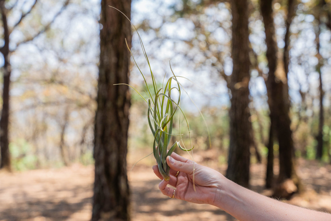 hand holding a large tillandsia balbisiana air plant
