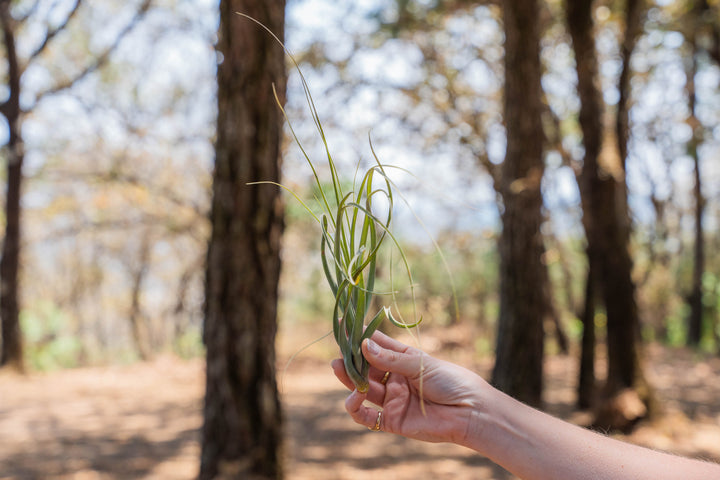 hand holding a large tillandsia balbisiana air plant