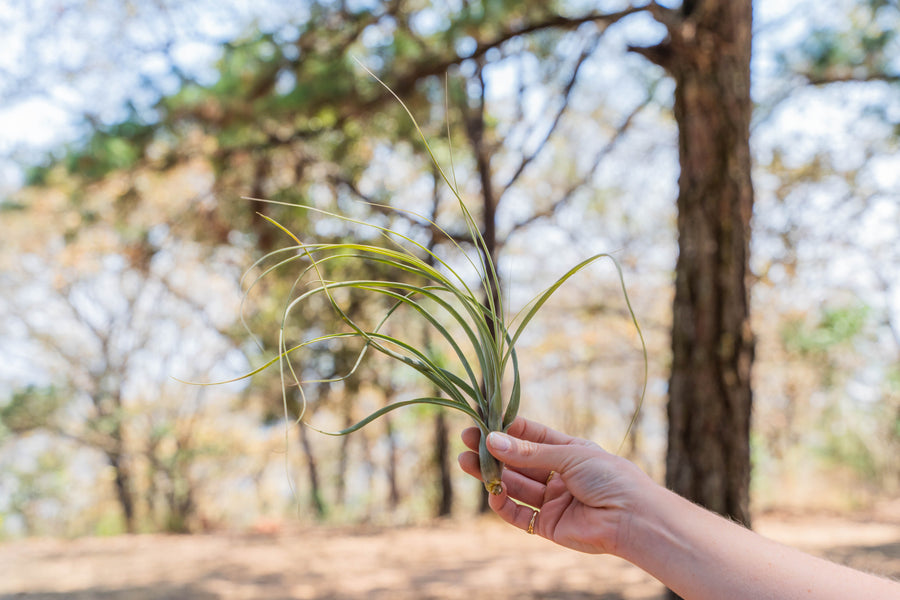 hand holding a tillandsia balbisiana air plant