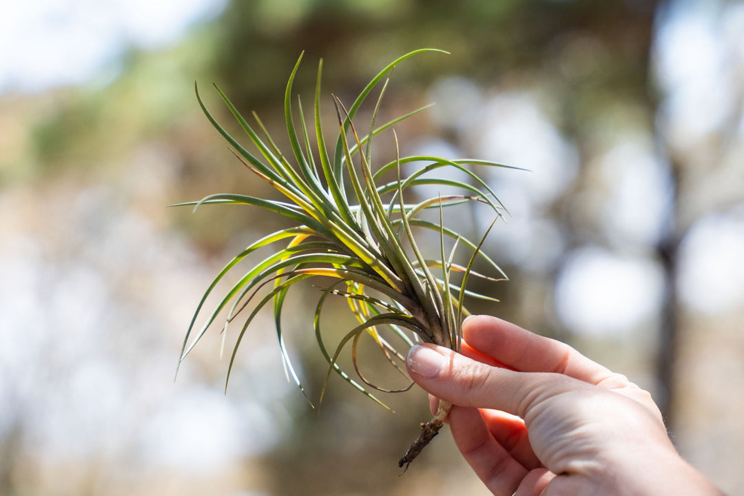 hand holding a tillandsia bergeri air plant
