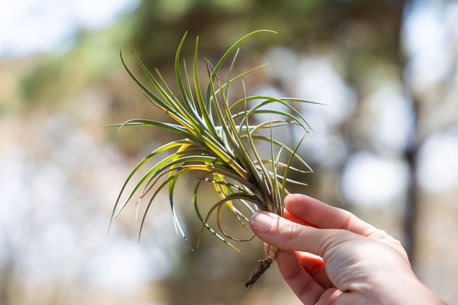 hand holding a tillandsia bergeri air plant