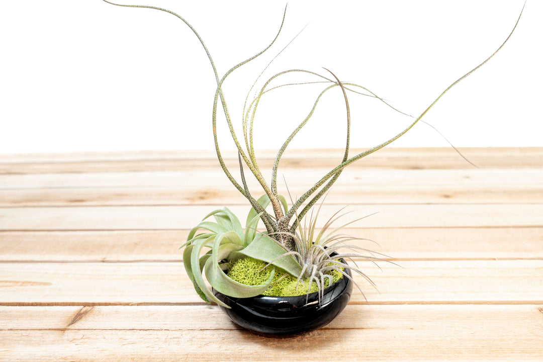 Fully Assembled Tillandsia Air Plant Garden in Black Glazed Dish