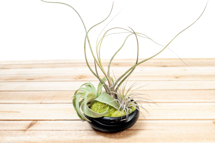 Fully Assembled Tillandsia Air Plant Garden in Black Glazed Dish