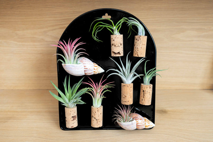 Black Magnetic Retail Display - Perfect for Tillandsia Air Plant Magnets