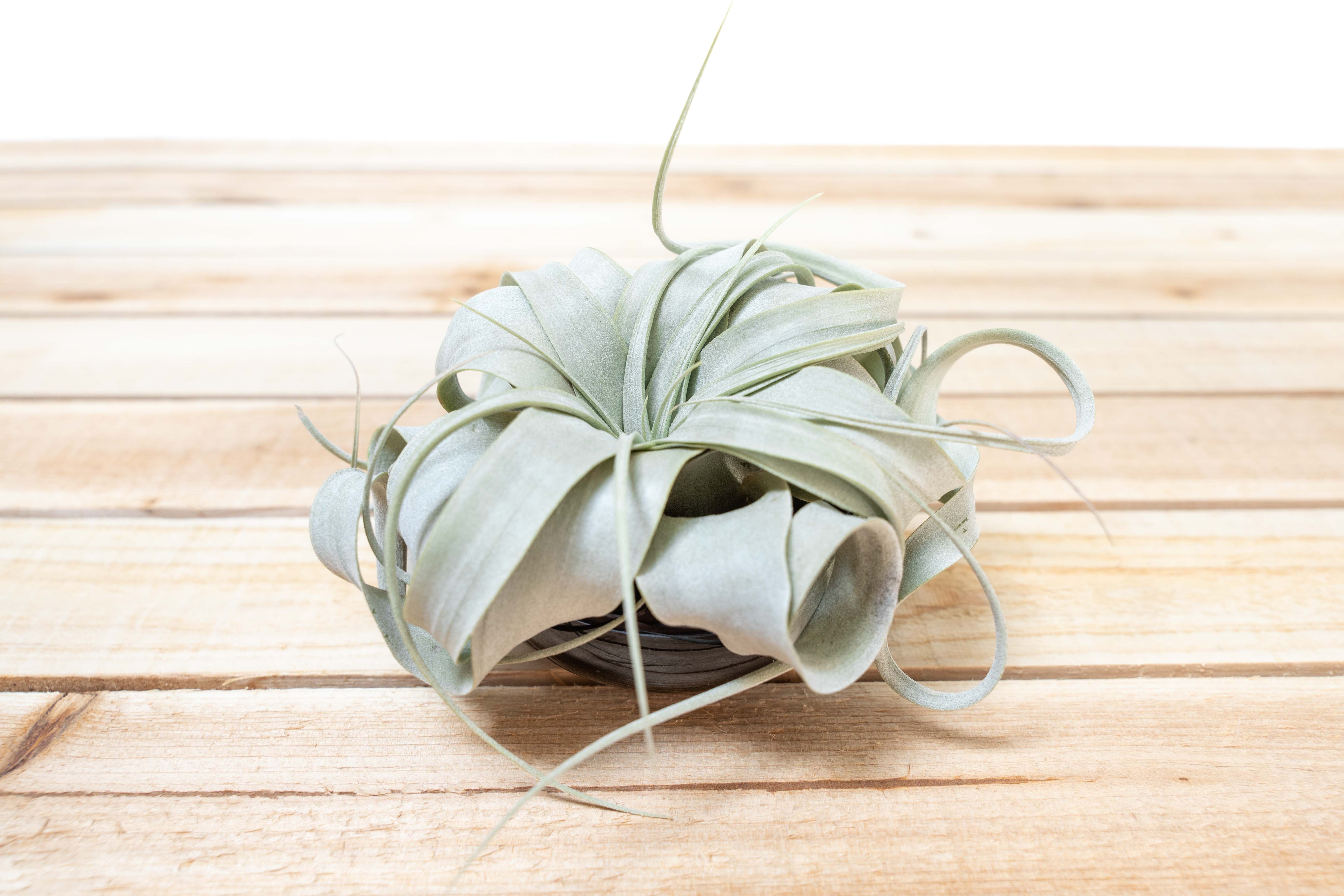 Miniature Air Plant Garden With Tillandsia Seedling