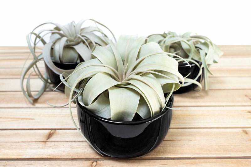 Black Glazed Terracotta Pot for Tillandsia Xerographica & Large Plant Assortments