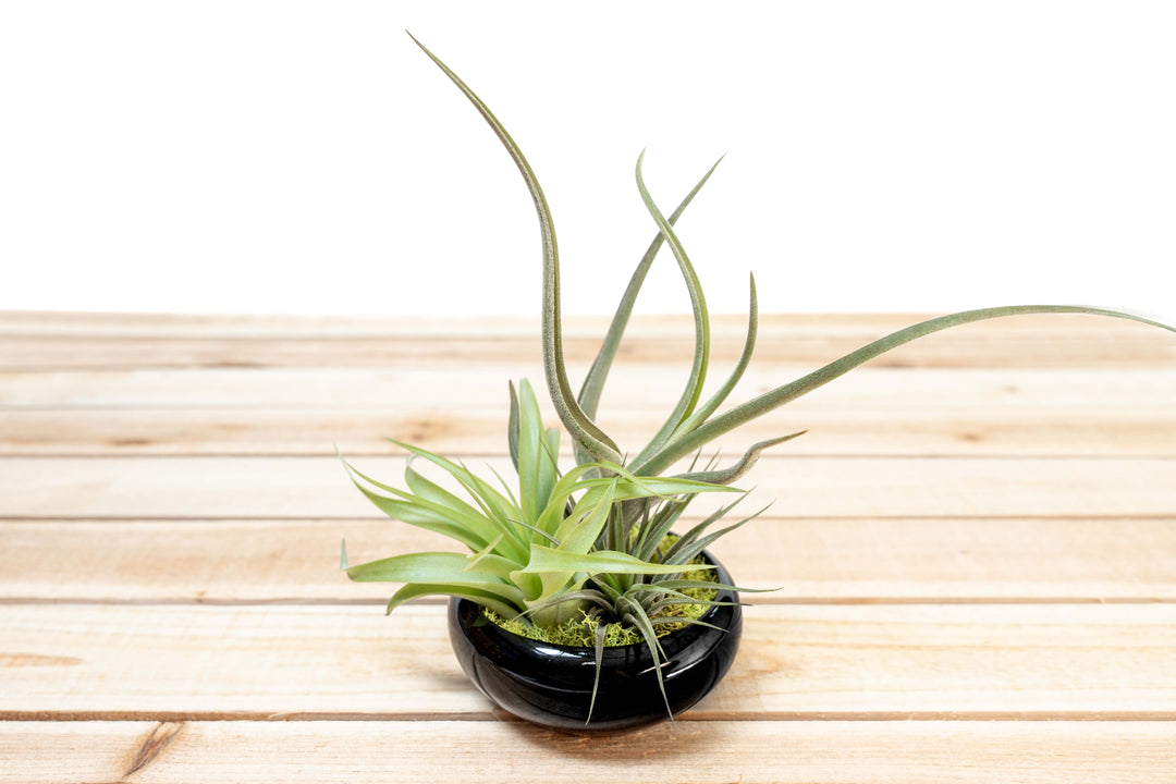 Fully Assembled Tillandsia Air Plant Garden in Black Glazed Dish