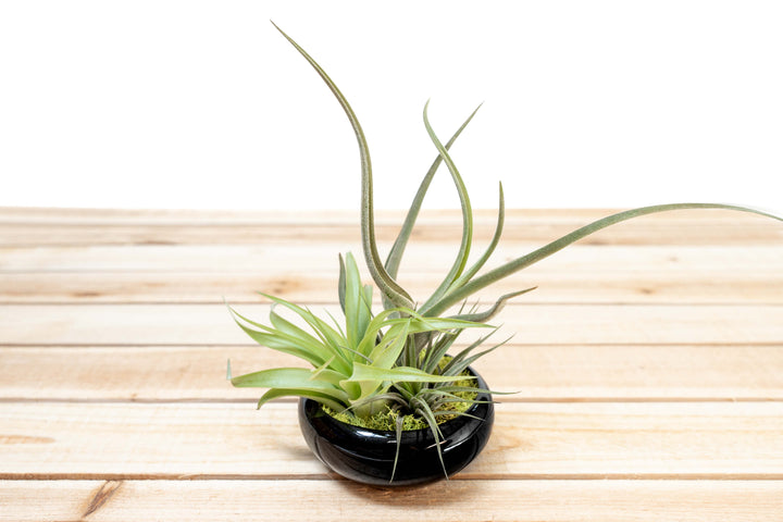 Fully Assembled Tillandsia Air Plant Garden in Black Glazed Dish